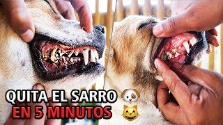 ELIMINA EL SARRO DE TU PERRO EN 5 MINUTOS FÁCIL Y RÁPIDO [upl. by Noret430]