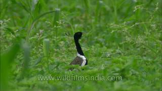 Dance of courtship Lesser Florican [upl. by Zacarias]