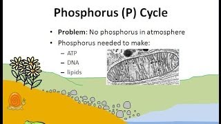 The Phosphorus Cycle [upl. by Nolrak]