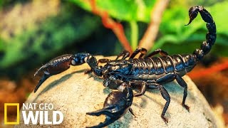 Scorpions dangereux  Armures Animales [upl. by Gentilis]