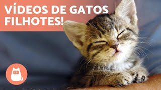 Vídeos de GATOS FILHOTES 😻 Gatos fofos e engraçados [upl. by Lalita]