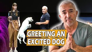 How To Calm An Excited Dog First Meeting  Live Dog Demo [upl. by Katharina]