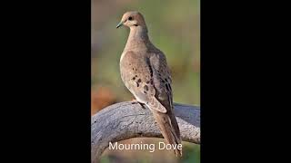 Mourning Dove Song [upl. by Atinihs]