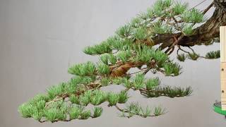 Cascade Style Bonsai Timelapse [upl. by Goodill]