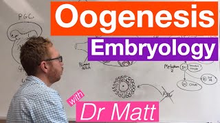 Oogenesis  Embryology [upl. by Eyt]