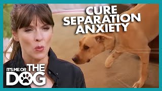 How To Cure A Dogs Separation Anxiety  Its Me Or The Dog [upl. by Ronile]