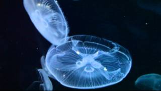 Medusa  Jellyfish  Medusozoa [upl. by Godbeare]