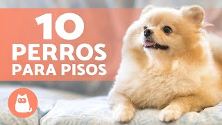 10 PERROS para tener EN UN PISO 🏠 ¡Los Mejores [upl. by Wolsky]