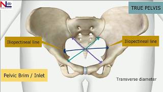 Maternal Pelvis  Female True Pelvis Bones Joints Diameters 3DExplanation  Nursing Lecture [upl. by Sellig]