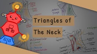 Triangles of the Neck [upl. by Arther613]