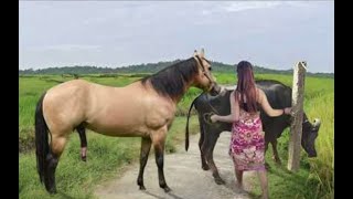 My sister training care her lovely horse in beginner 2021 [upl. by Llarret]