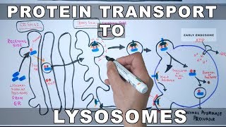 Lysosomal Protein Targeting [upl. by Hendon54]