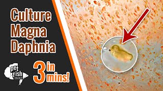 How to culture DAPHNIA MAGNA  The easy way [upl. by Jon168]