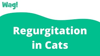 Regurgitation in Cats  Wag [upl. by Schreiber]