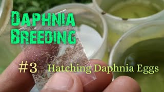 Daphnia Culture made simple and easy 3  Hatching Daphnia eggs [upl. by Theadora]