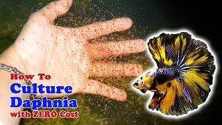 How to Culture Daphnia with ZERO Cost  Unlimited Live Food For Our Fish [upl. by Gentilis]