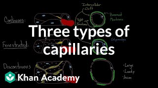 Three types of capillaries  Circulatory system physiology  NCLEXRN  Khan Academy [upl. by Eenerb]