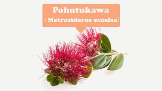 Pohutukawa [upl. by Yentrac]