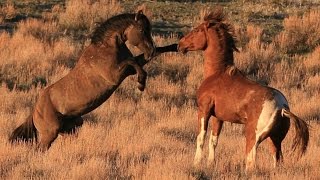 South Steens stallion quotValorquot in battle for mares [upl. by Yedrahs496]