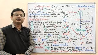 Diabetes Mellitus Part10 Mechanism of Action of Sulfonylurease  Antidiabetic Drugs  Diabetes [upl. by Dorran884]