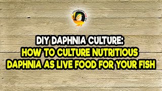 DIY Daphnia Culture How to Culture Nutritious Daphnia as Live Food for Your Fish [upl. by Ateloiv]