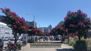 Pōhutukawa The New Zealand Christmas tree [upl. by Leanne68]