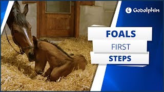 A foal’s first steps [upl. by Tansey]