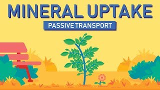 Plant Nutrition Mineral Absorption  Part 1 [upl. by Mellette]