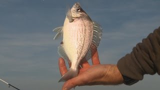 Technique de pêche à la dorade avec Francis COUZINET et OCQUETEAU [upl. by Lurleen438]