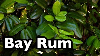 All About Bay Rum Pimenta racemosa [upl. by Xineohp]