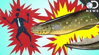 How Do Eels Make Electricity [upl. by Eidnew775]