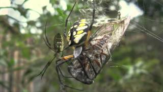 Spider Identification Orb Weavers [upl. by Madelyn]