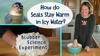 How Do Seals Stay Warm in Icy Water  Blubber Science Experiment [upl. by Allina690]