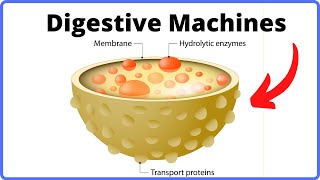 How a Cell Digests WasteFunction of Lysosomes [upl. by Nalepka]