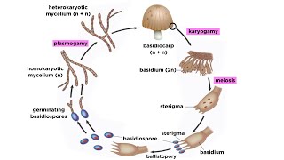 Basidiomycota Part 2 The Mushroom Life Cycle [upl. by Stilu324]