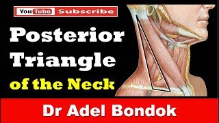 Posterior Triangle of the Neck Dr Adel Bondok [upl. by Shute]