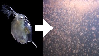 How I Culture Daphnia [upl. by Freddie]