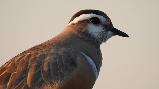 Fjällpipare läte Eurasian Dotterel Call [upl. by Eceinahs]