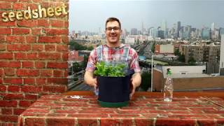 How To Trim and Harvest Cilantro [upl. by Yahsed]