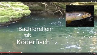 Bachforellen mit Köderfisch [upl. by Newton858]