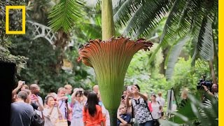 The Corpse Flower Behind the Stink  National Geographic [upl. by Nahtnanhoj]