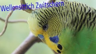 Wellensittich Zwitschern [upl. by Racso637]