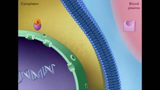 Mechanism of STEROID HORMONE action [upl. by Odella]