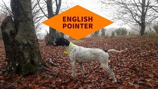 English Pointer [upl. by Adim]