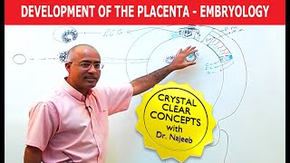 Development of face amp oral cavity  Part 2 PHARYNGEAL ARCHES [upl. by Auliffe]