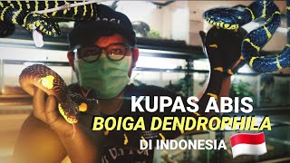 SUBSPESIES BOIGA DENDROPHILA DI INDONESIA [upl. by Enyedy474]