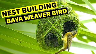 Baya Weaver Bird  Nest Building [upl. by Yahska]