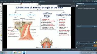 Anterior Triangle of Neck  Dr Ahmed Farid [upl. by Wait]