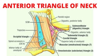 Anterior triangle of the neck [upl. by Dhiman]