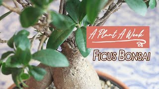 Ficus Ginseng Bonsai Care  A Plant A Week [upl. by Aerda]